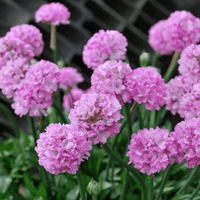 Armeria Dreameria™ 'Sweet Dreams' - Ladybird Nursery