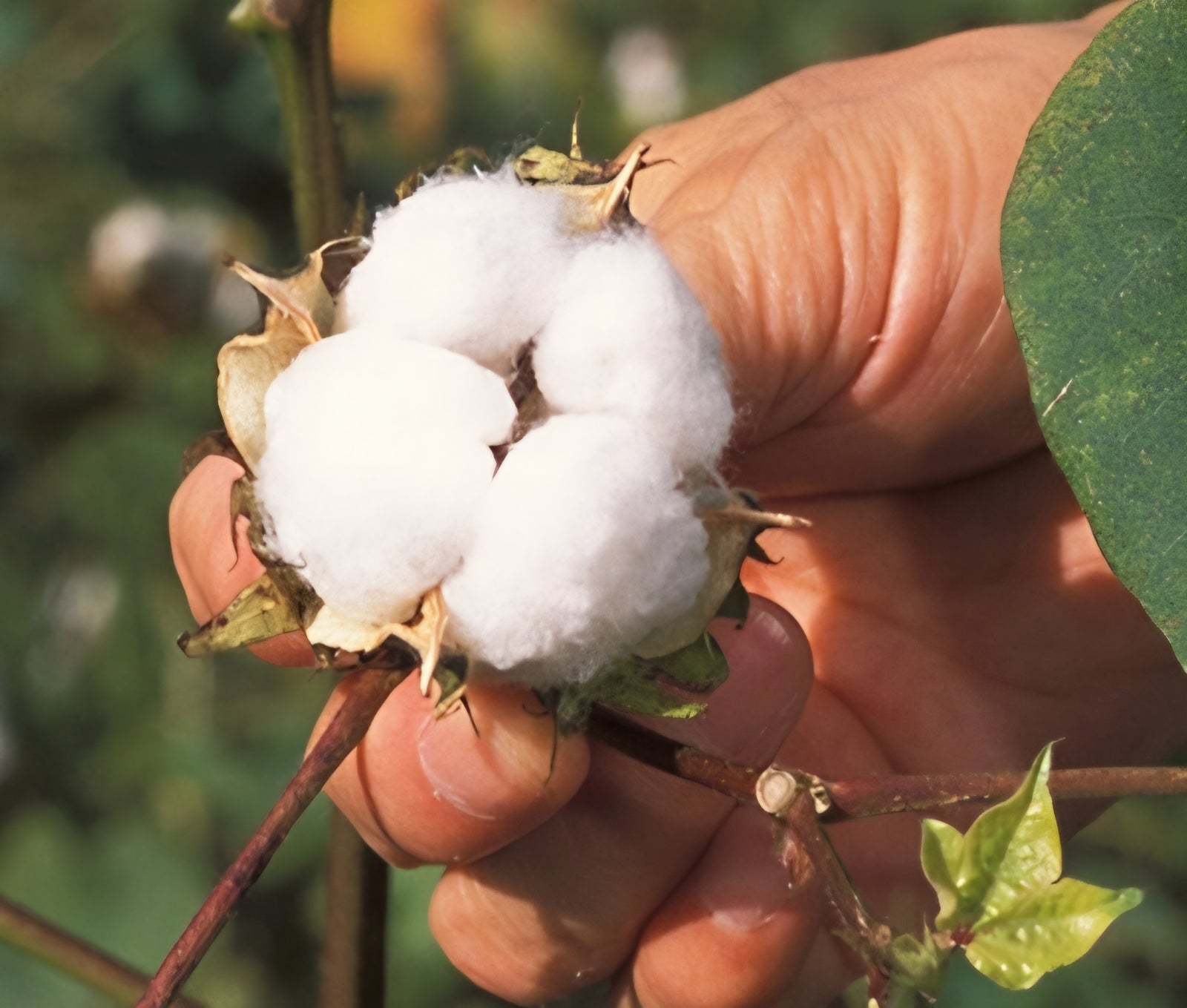 Cotton Plant (Gossypium) - Ladybird Nursery