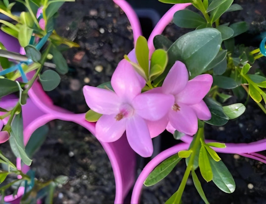 Poorinda Ecstasy (Crowea) - Ladybird Nursery