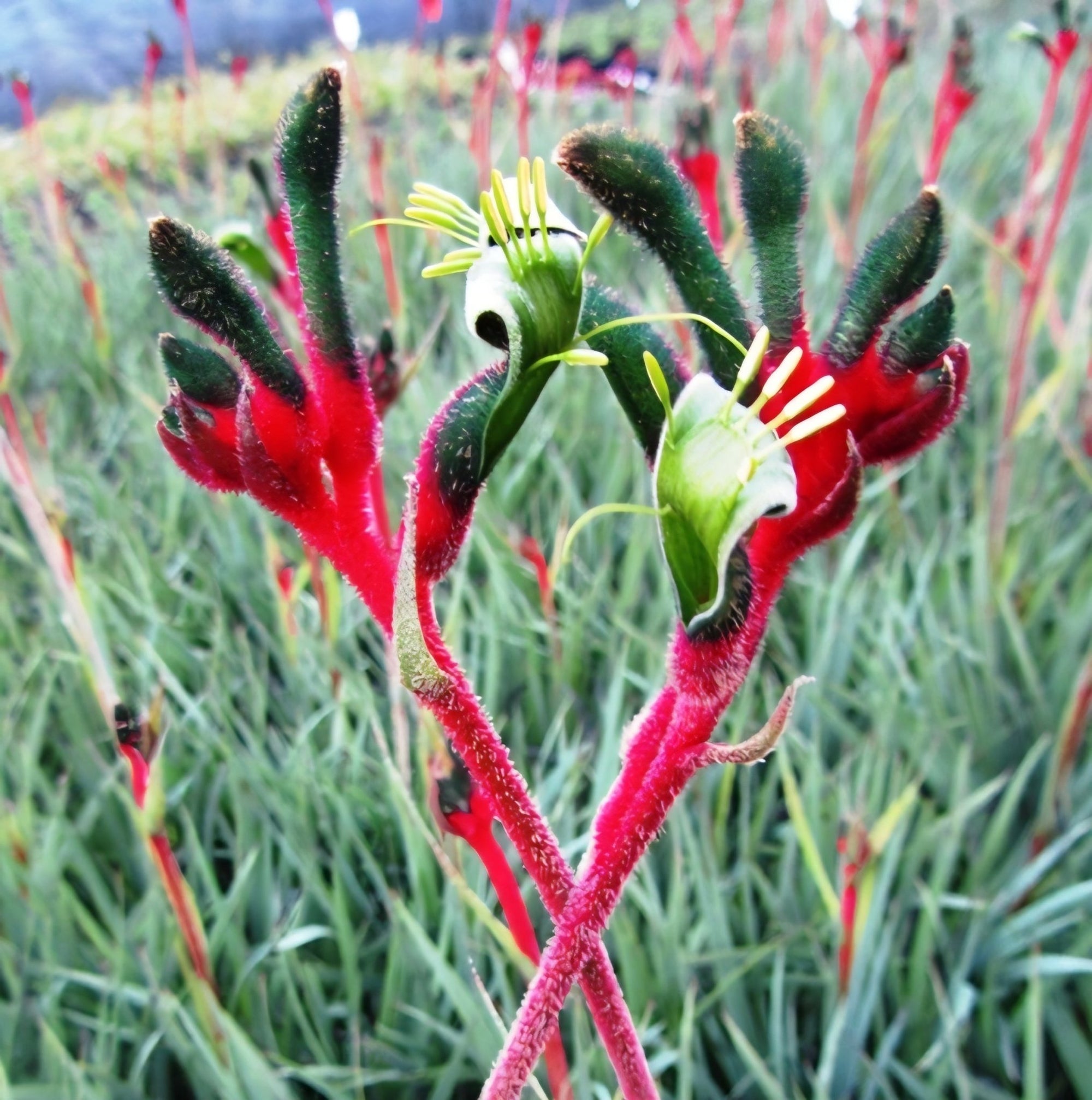 Kangaroo Paw 'Bush Dance' (Anigozanthos) - Ladybird Nursery