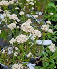 Rice Flower White (Ozothamnus diosmifolius)