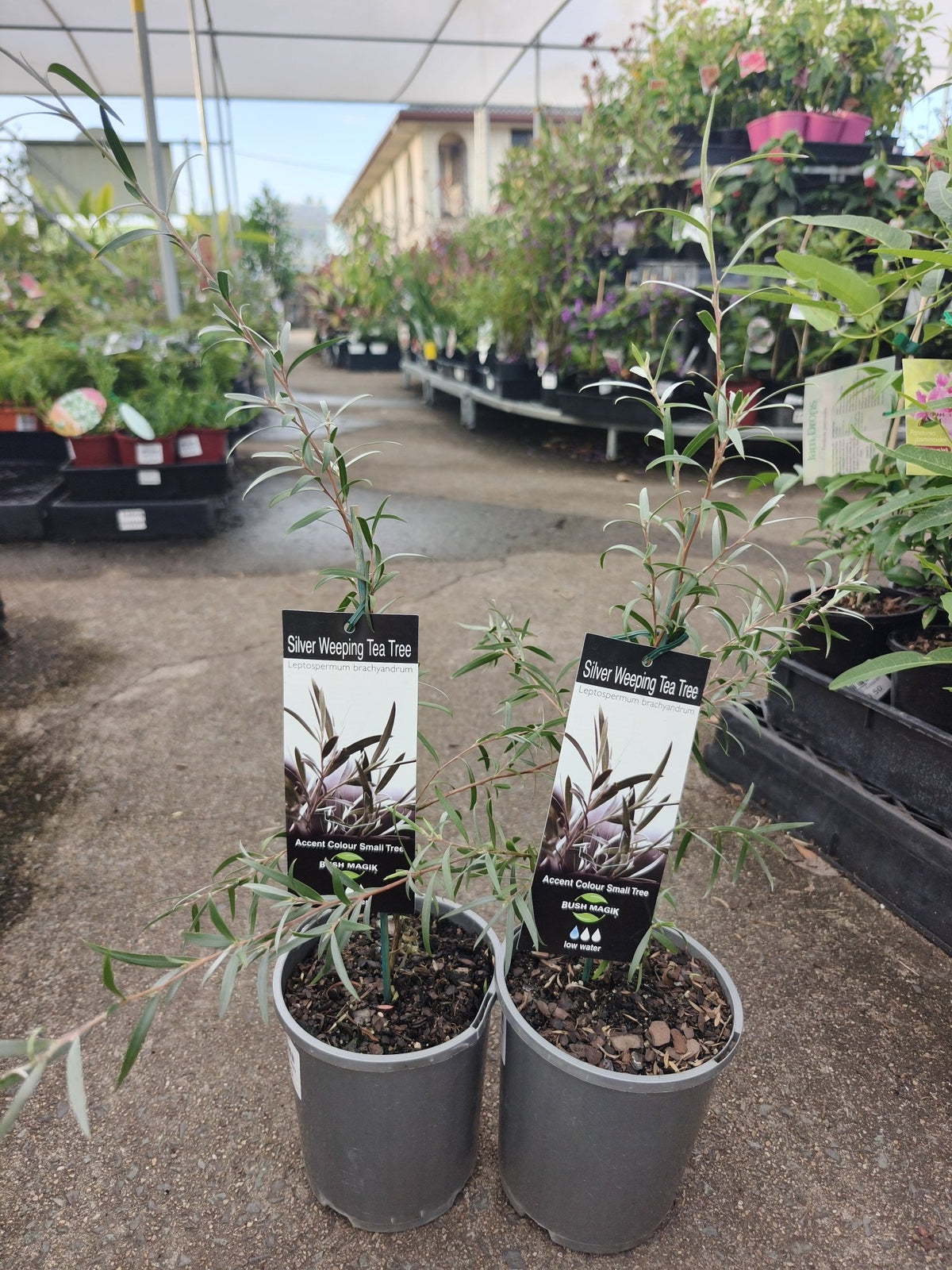 Leptospermum Silver (Leptospermum brachyandrum) - Ladybird Nursery