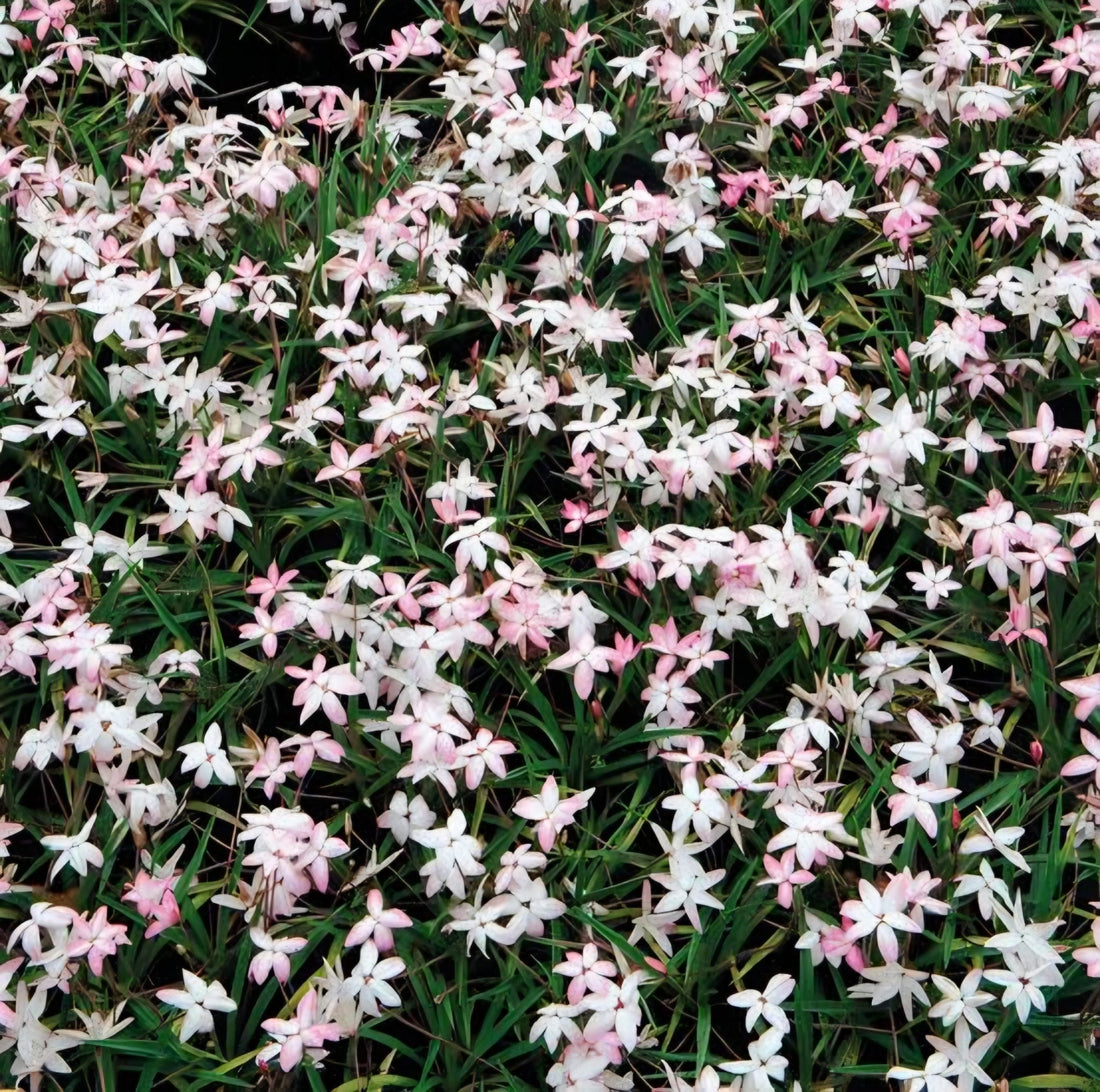 Rhodohypoxis 'Fairy Kisses' - Ladybird Nursery