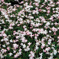 Rhodohypoxis 'Fairy Kisses' - Ladybird Nursery