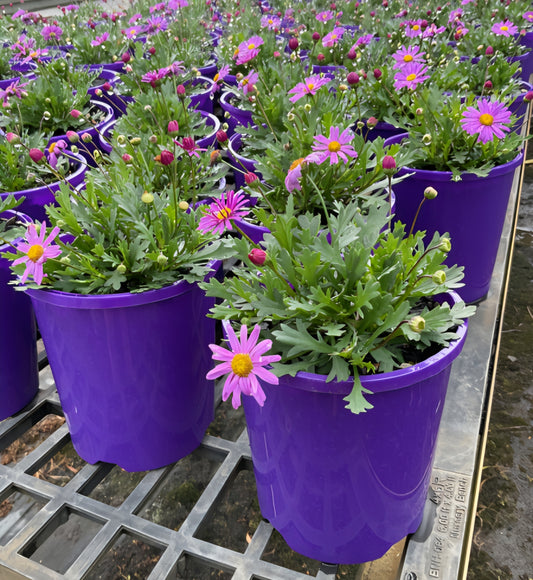 Swan River Daisy 'Fresco Purple' (Brachyscome) - Ladybird Nursery