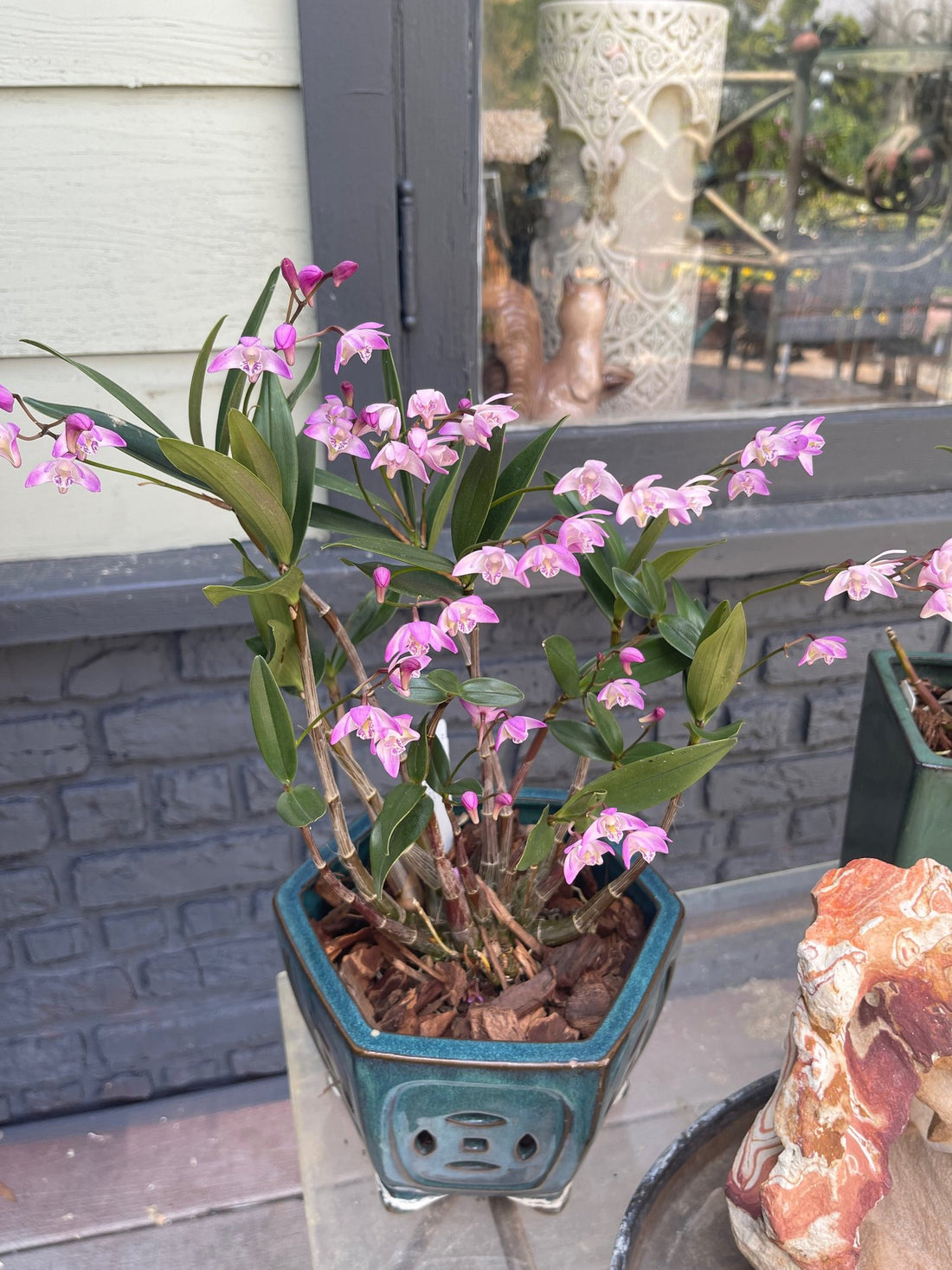 Native Pink Rock Orchid (Dendrobium kingianum)