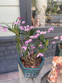 Native Pink Rock Orchid (Dendrobium kingianum)