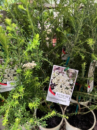 Rice Flower 'Little Oz' (Ozothamnus) - Ladybird Nursery