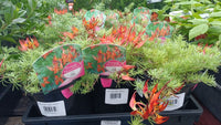 Lotus Red Flash (Lotus hybrid) - Ladybird Nursery