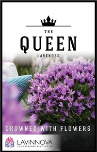Lavender 'The Queen' - Ladybird Nursery