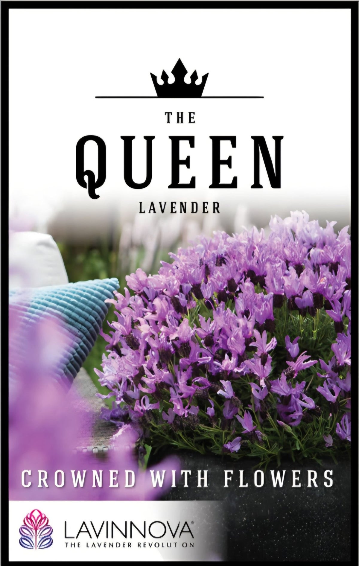 Lavender 'The Queen' - Ladybird Nursery