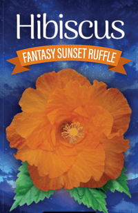 Hibiscus 'Fantasy Sunset Ruffle' (Hibiscus rosa-sinensis) - Ladybird Nursery