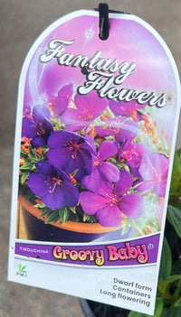 Tobouchina 'Groovy Baby' - Ladybird Nursery