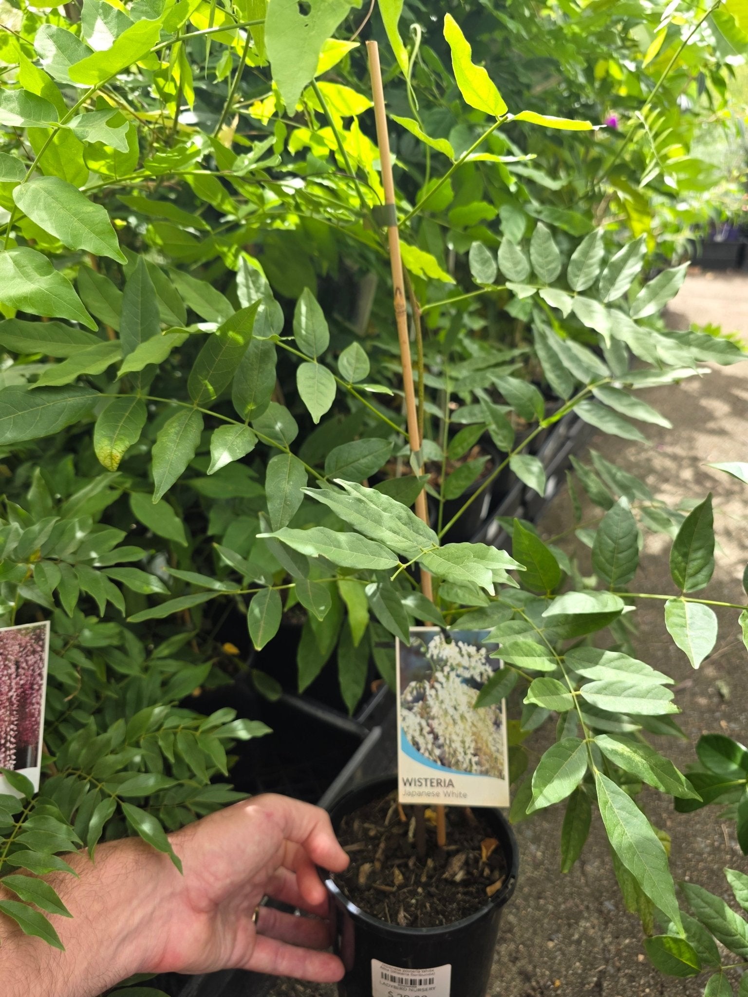 Japanese Wisteria White Alba (Wisteria floribunda) - Ladybird Nursery