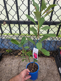 Waratah Gembrook (Telopea) - Ladybird Nursery