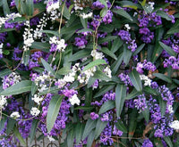 Hardenbergia 'Happy Duo' (Hardenbergia violacea) - Ladybird Nursery