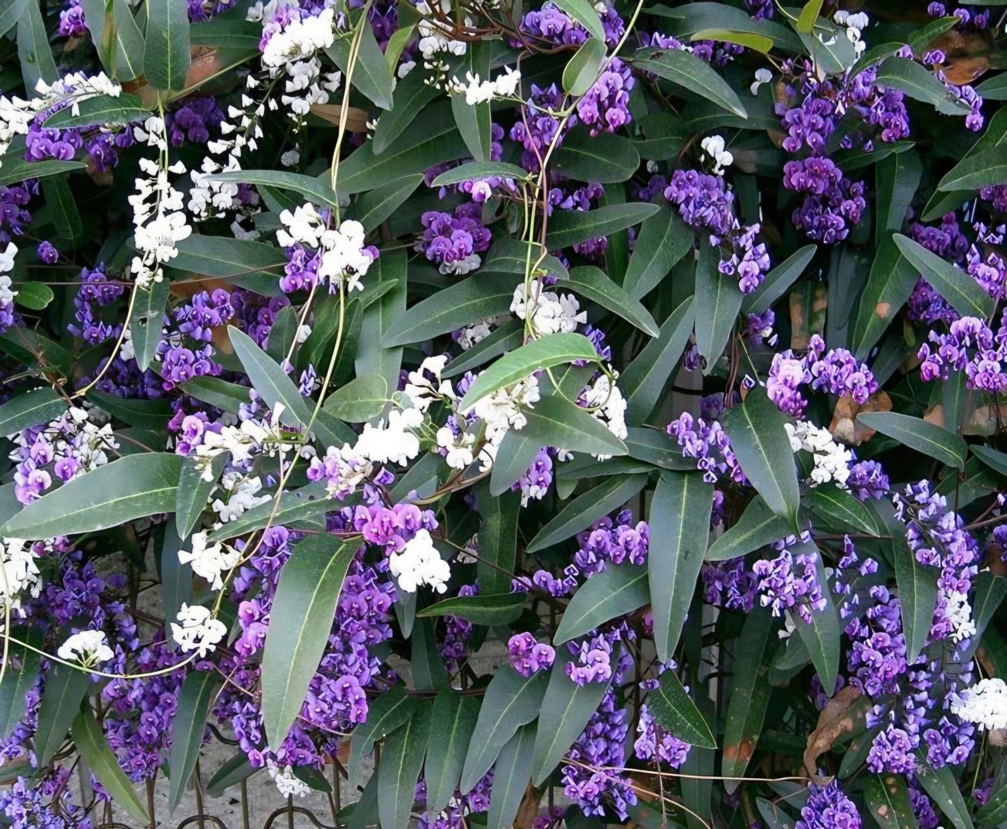 Hardenbergia 'Happy Duo' (Hardenbergia violacea) - Ladybird Nursery