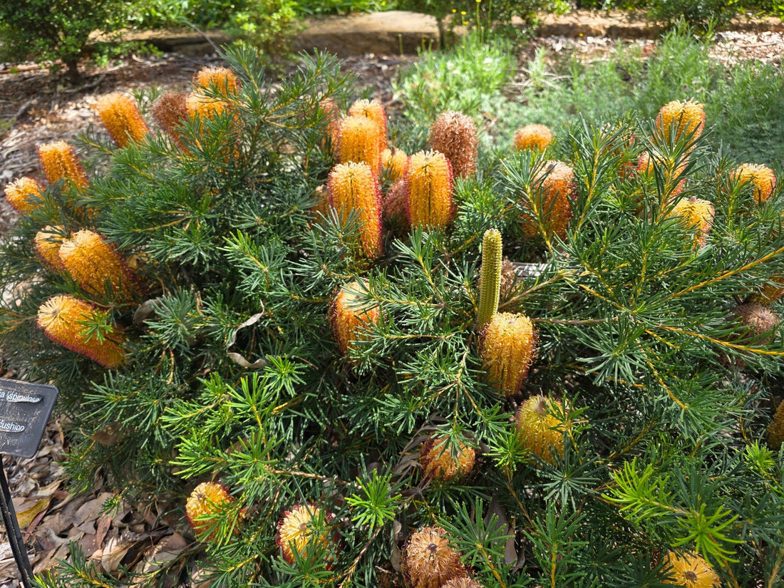 Dwarf Banksia 'Coastal Cushion' (Banksia spinulosa) - Ladybird Nursery