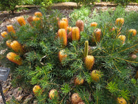 Dwarf Banksia 'Coastal Cushion' (Banksia spinulosa) - Ladybird Nursery