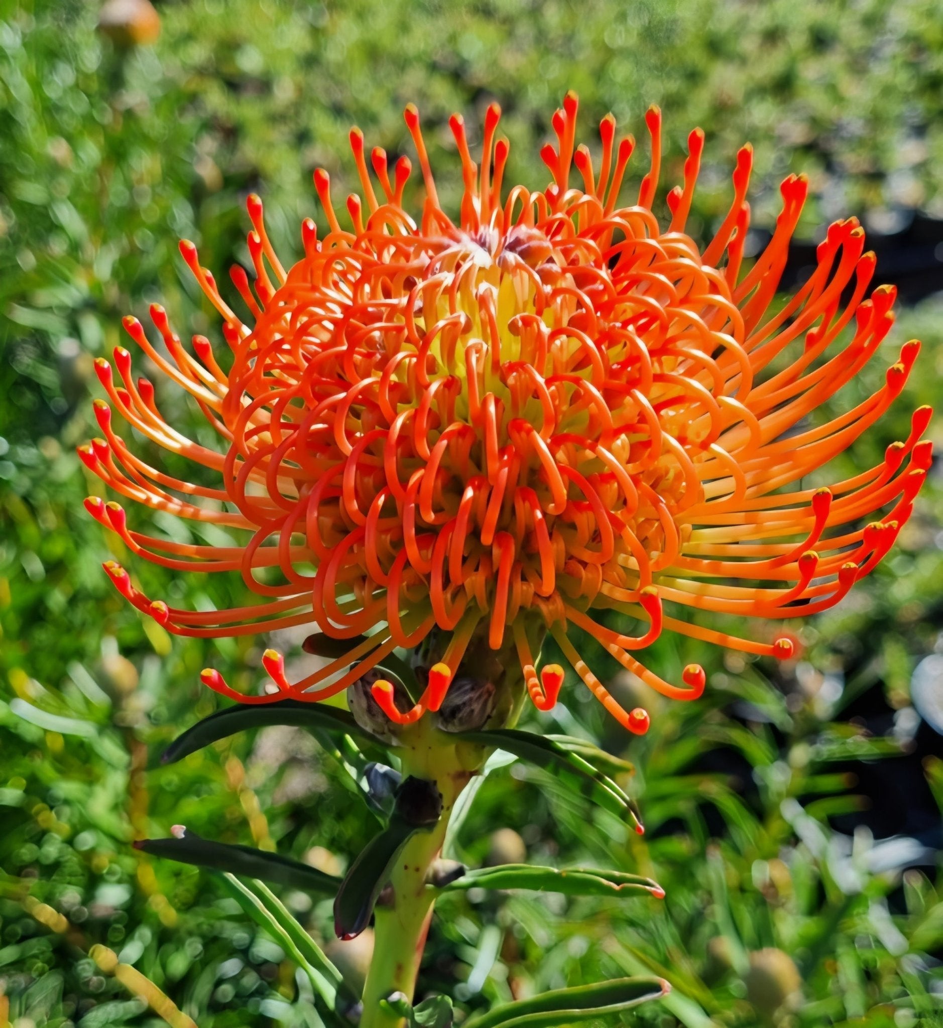 Leucospermum 'So Successful' - Large - Ladybird Nursery