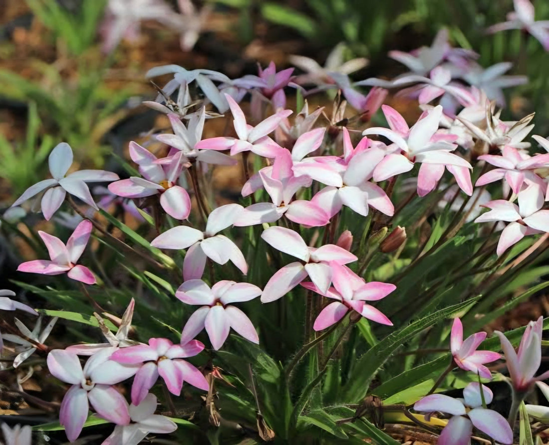 Rhodohypoxis 'Fairy Kisses' - Ladybird Nursery