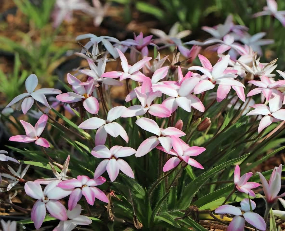 Rhodohypoxis 'Fairy Kisses' - Ladybird Nursery