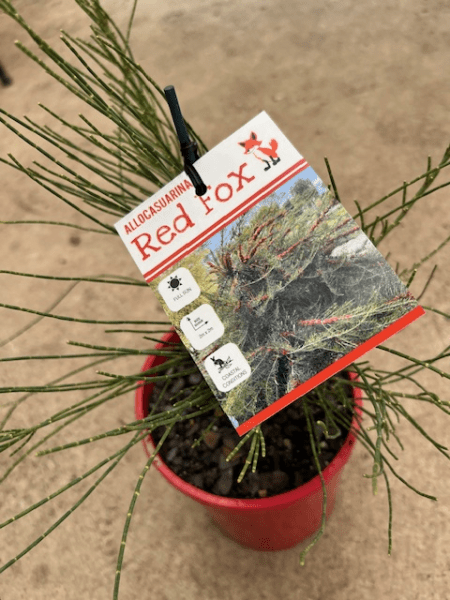 Red Fox (Allocasuarina monilifera) - Ladybird Nursery