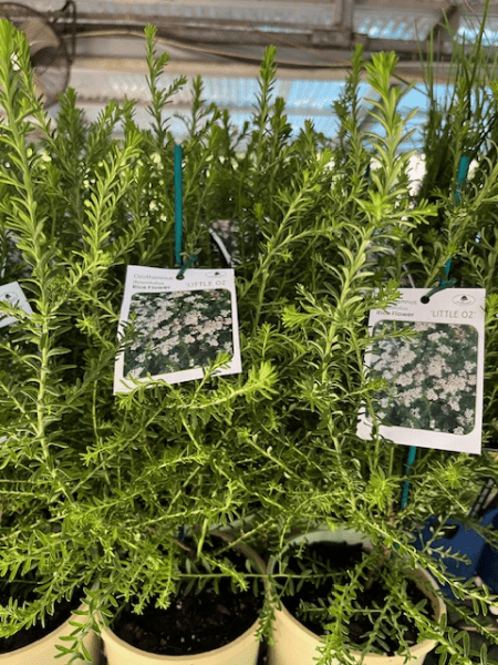Rice Flower 'Little Oz' (Ozothamnus) - Ladybird Nursery