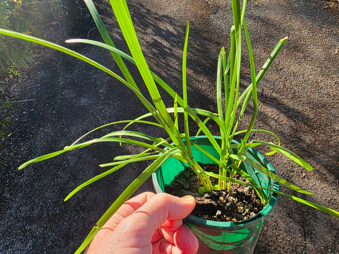 Garlic Chives - Ladybird Nursery