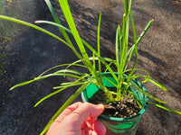 Garlic Chives - Ladybird Nursery