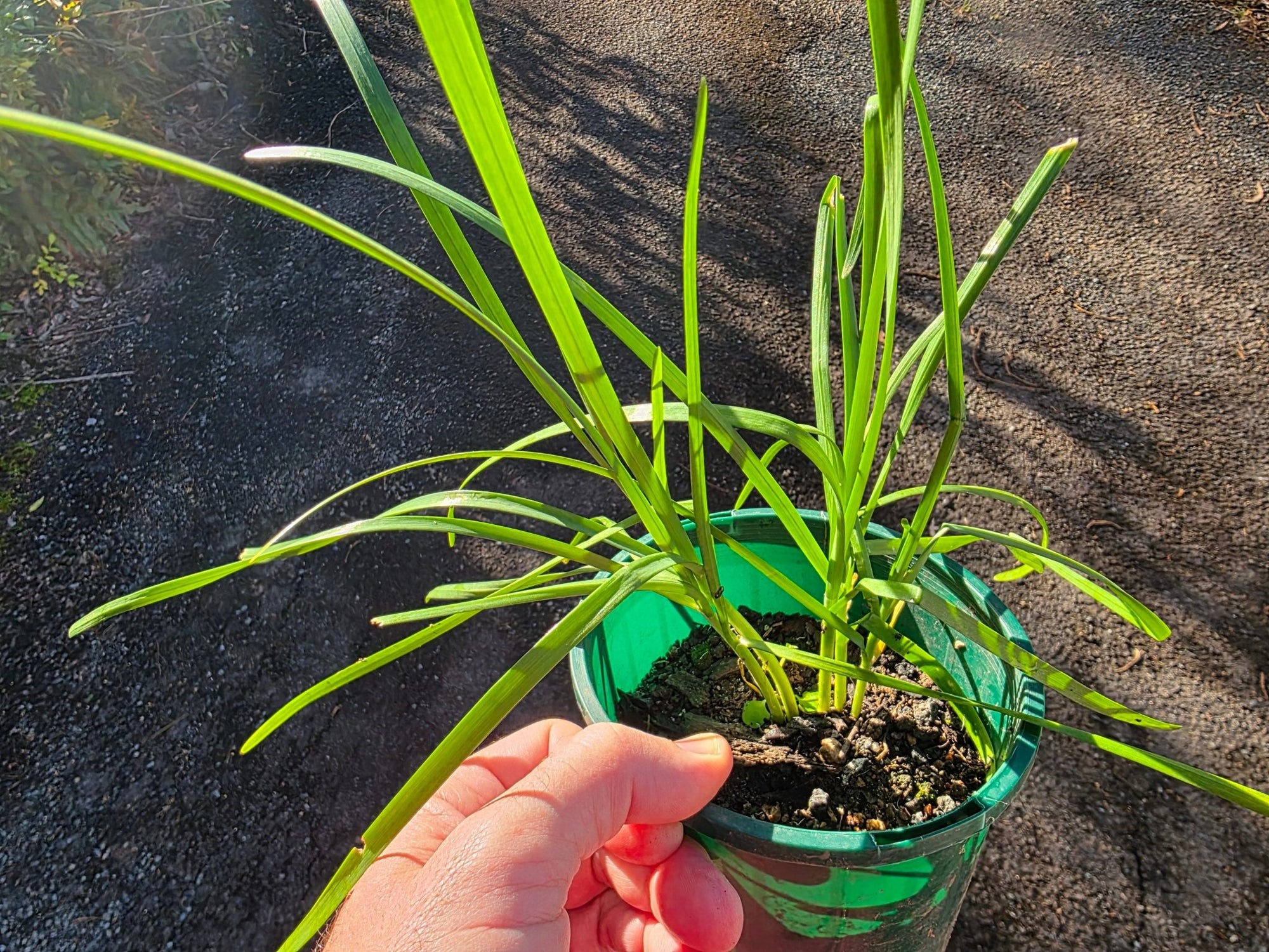 Garlic Chives - Ladybird Nursery