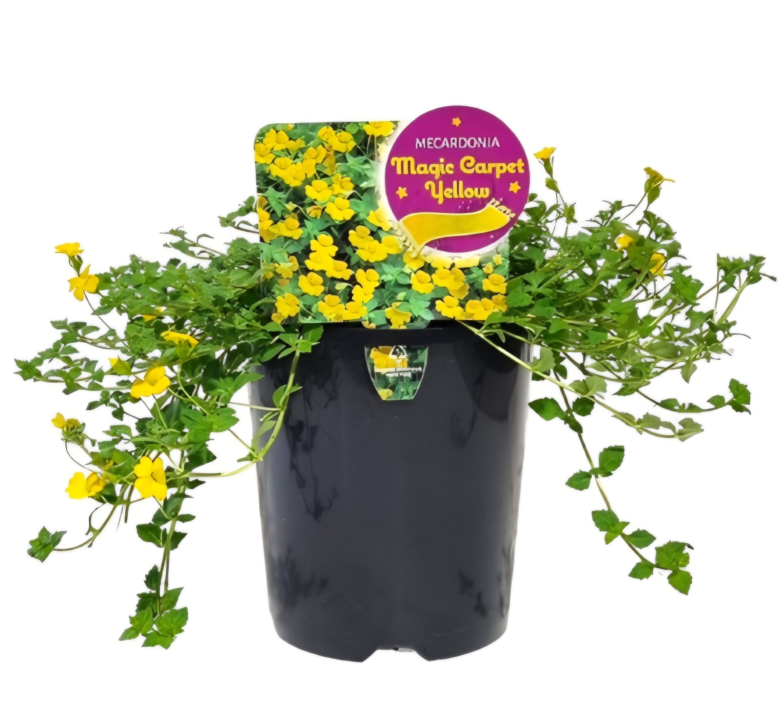 Mecardonia 'Magic Carpet Yellow'