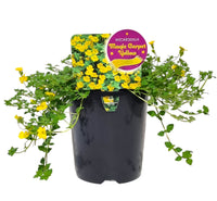 Mecardonia 'Magic Carpet Yellow'