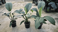 Peace Lily 'Sensation' (Spathiphyllum) - Ladybird Nursery
