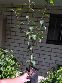 Pear ‘Packhams Triumph’ - Ladybird Nursery