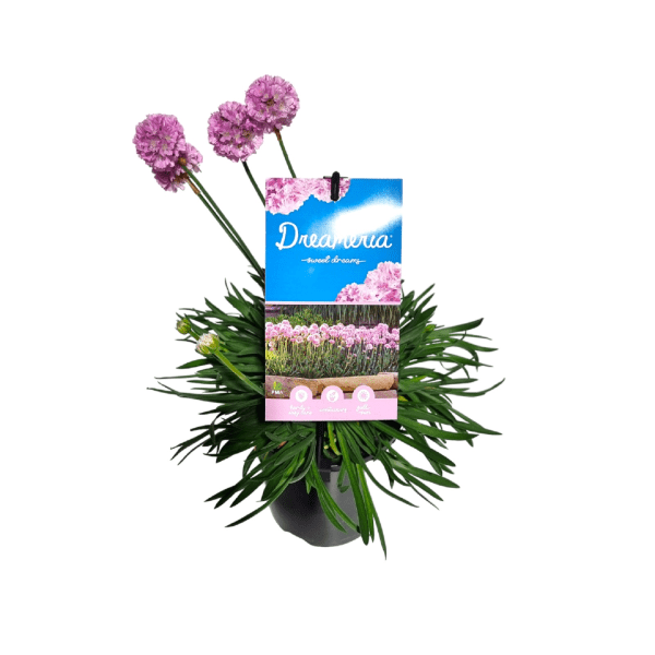 Armeria Dreameria™ 'Sweet Dreams' - Ladybird Nursery
