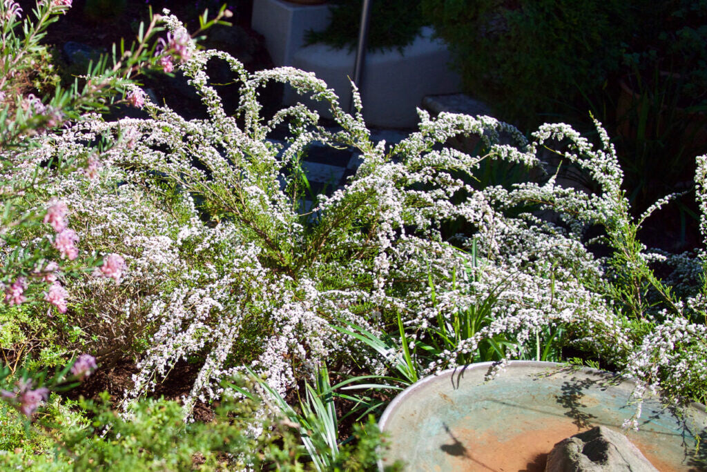 Fringe Myrtle (Micromyrtus ciliata)