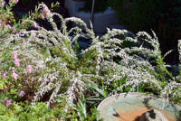 Fringe Myrtle (Micromyrtus ciliata)
