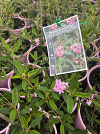 Phebalium 'Woombye Pink'
