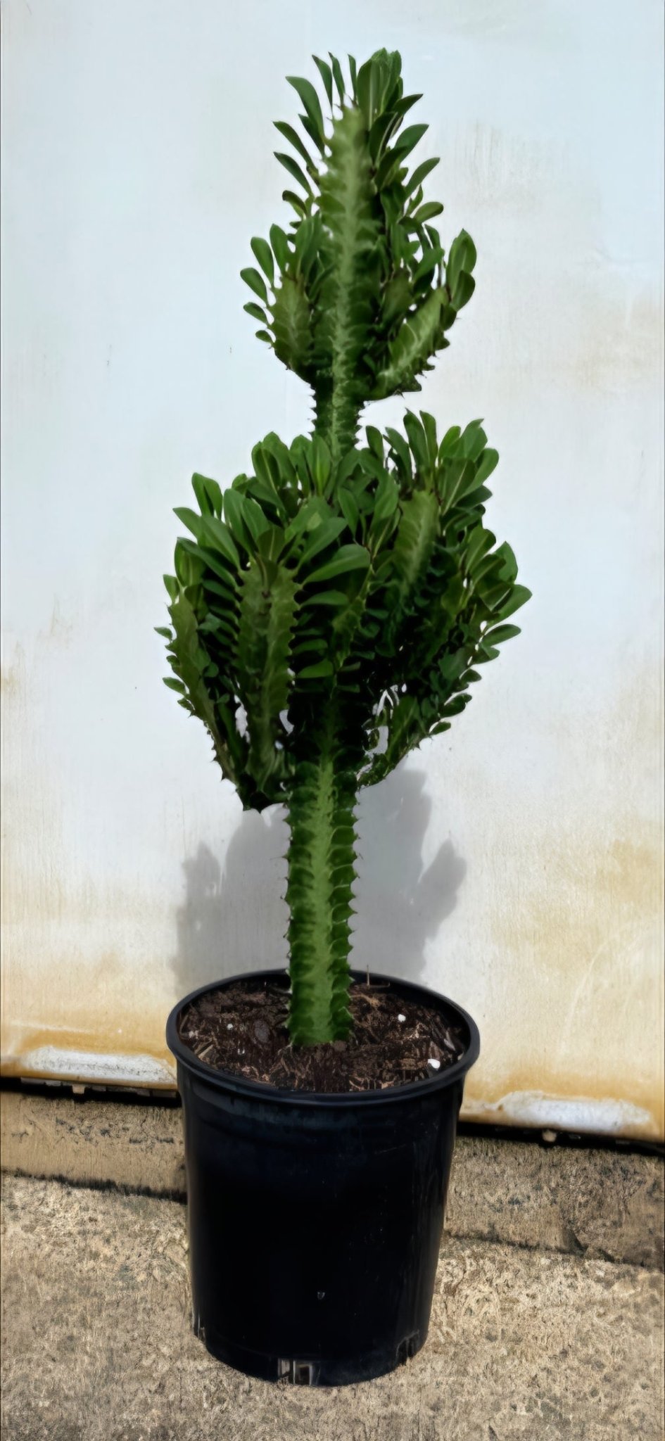 African Milk Tree ‘Green’ (Euphorbia trigona) - Ladybird Nursery