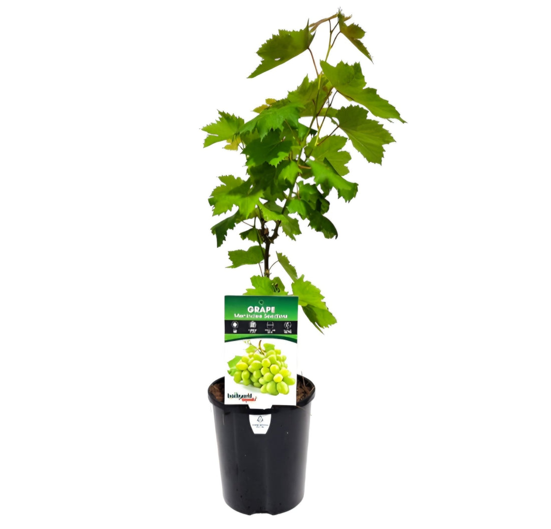 Grape Menindee Seedless (QLD Only) - Ladybird Nursery