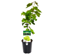 Grape Menindee Seedless (QLD Only) - Ladybird Nursery