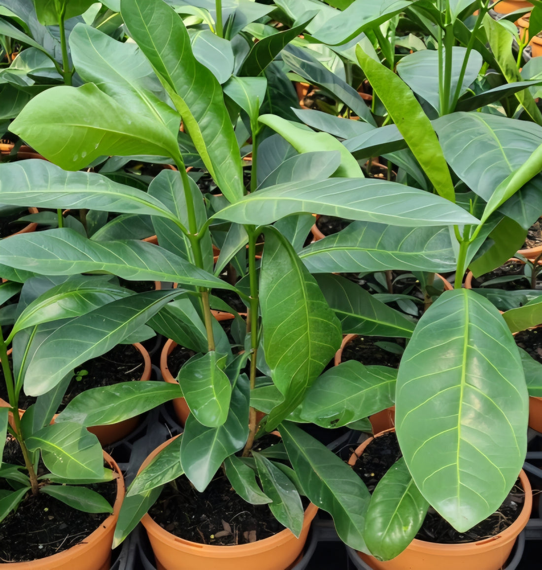 Randia fitzalanii (Native Gardenia) - Ladybird Nursery