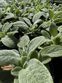Lamb's Ears (Stachys byzantina) - Ladybird Nursery