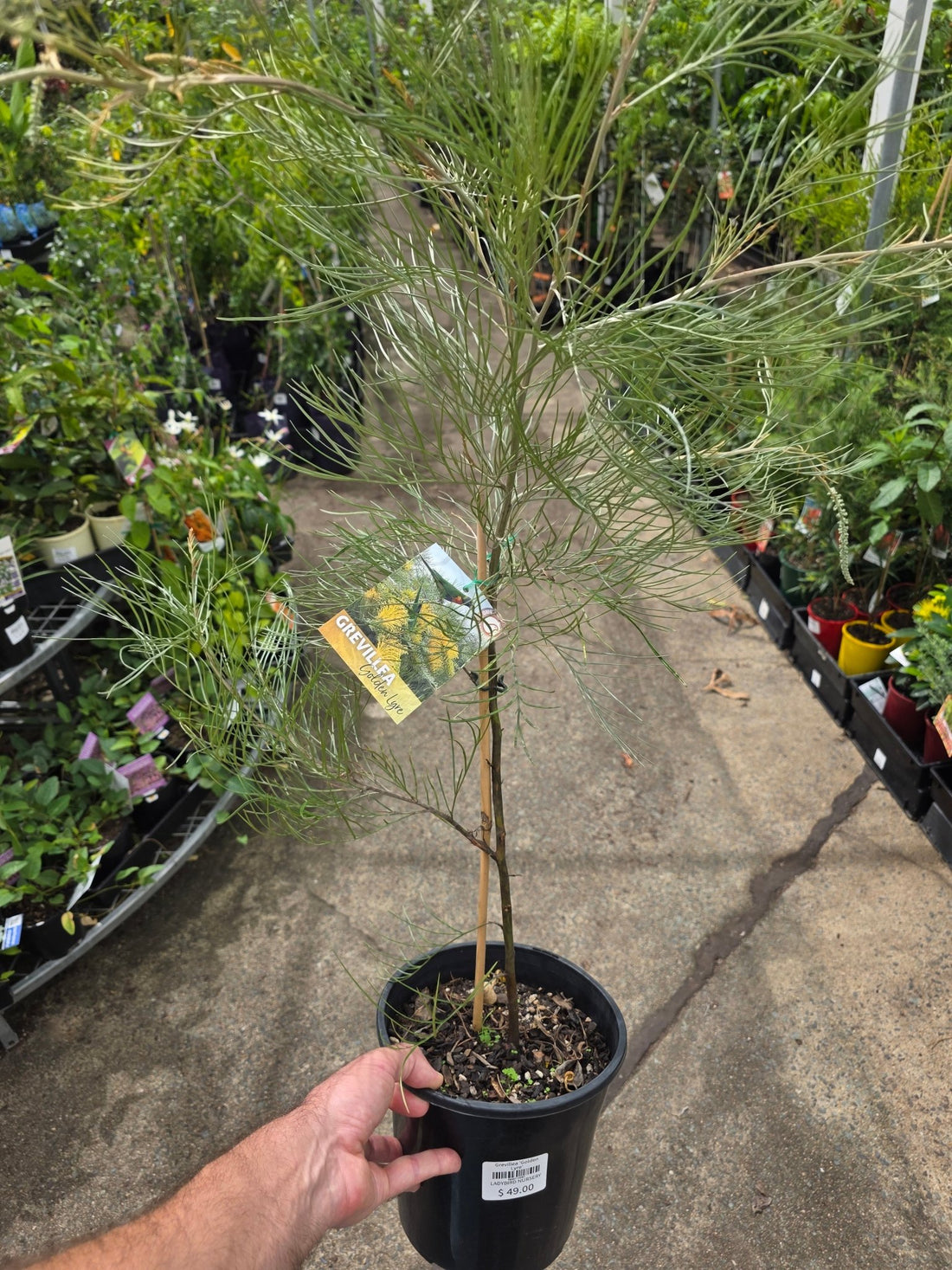 Grevillea 'Golden Lyre' - Ladybird Nursery