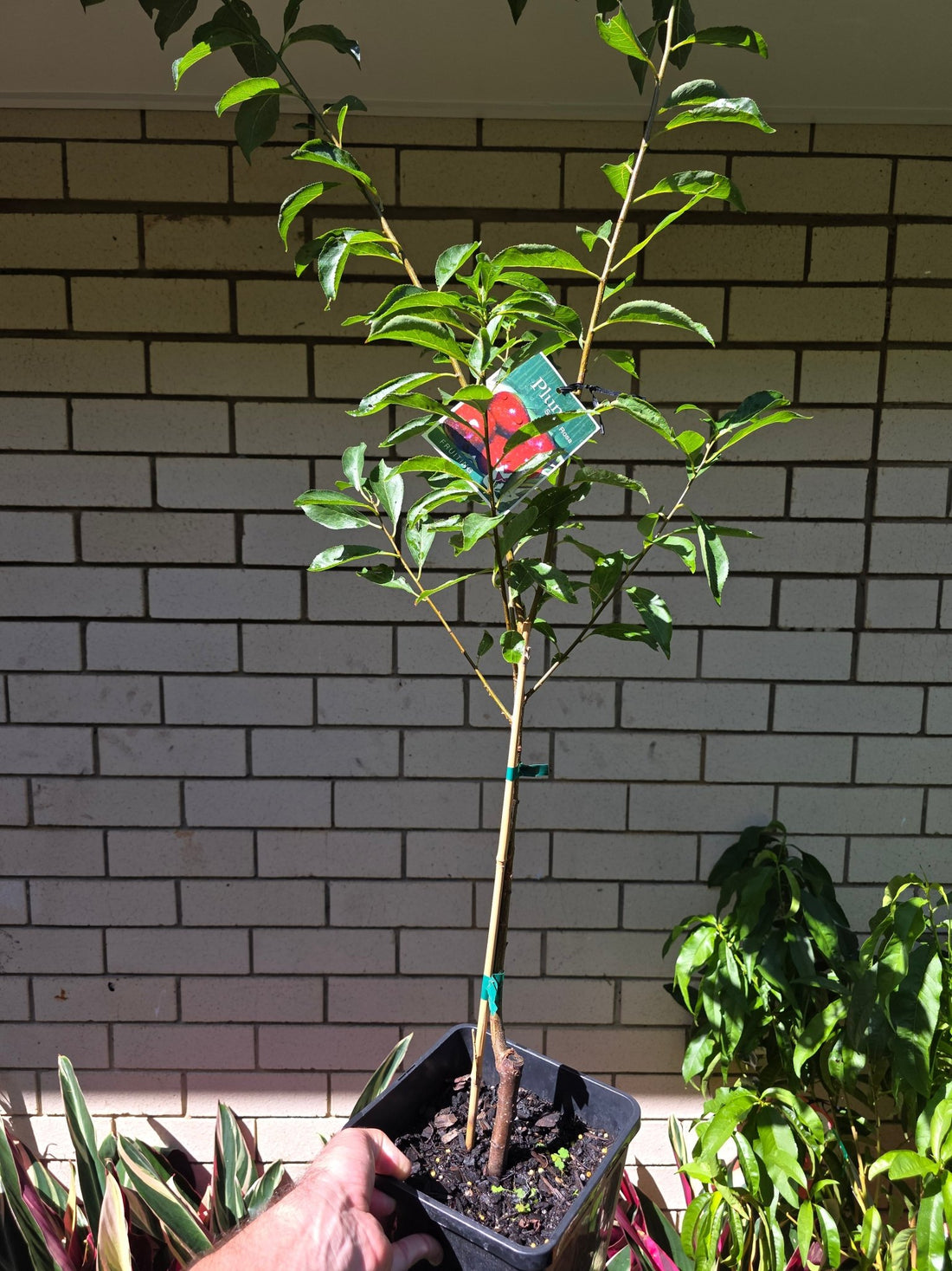 Plum Santa Rosa - Ladybird Nursery