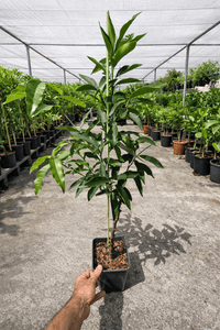 pineapple orange plant Orange 'Pineapple' Fruit Tree – Buy Now! – Ladybird Nursery