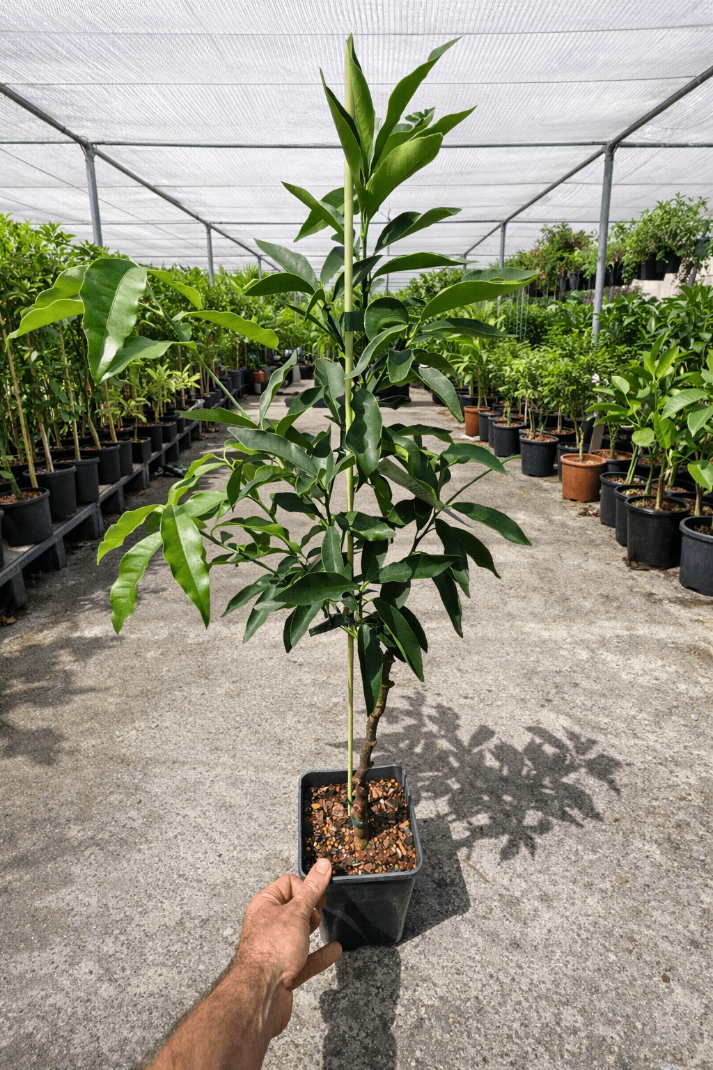 Orange 'Pineapple' (QLD Only) - Ladybird Nursery