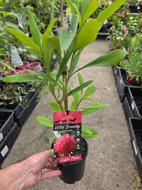 Waratah Wild Brumby 'Sugar Plum (Telopea) - Ladybird Nursery