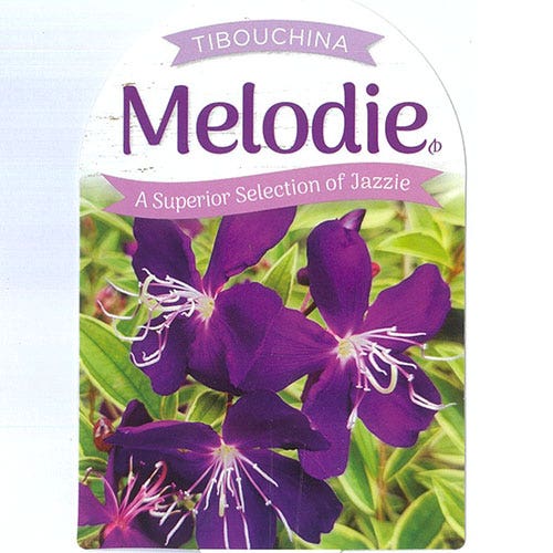 Tibouchina Melodie (Tibouchina) - Ladybird Nursery